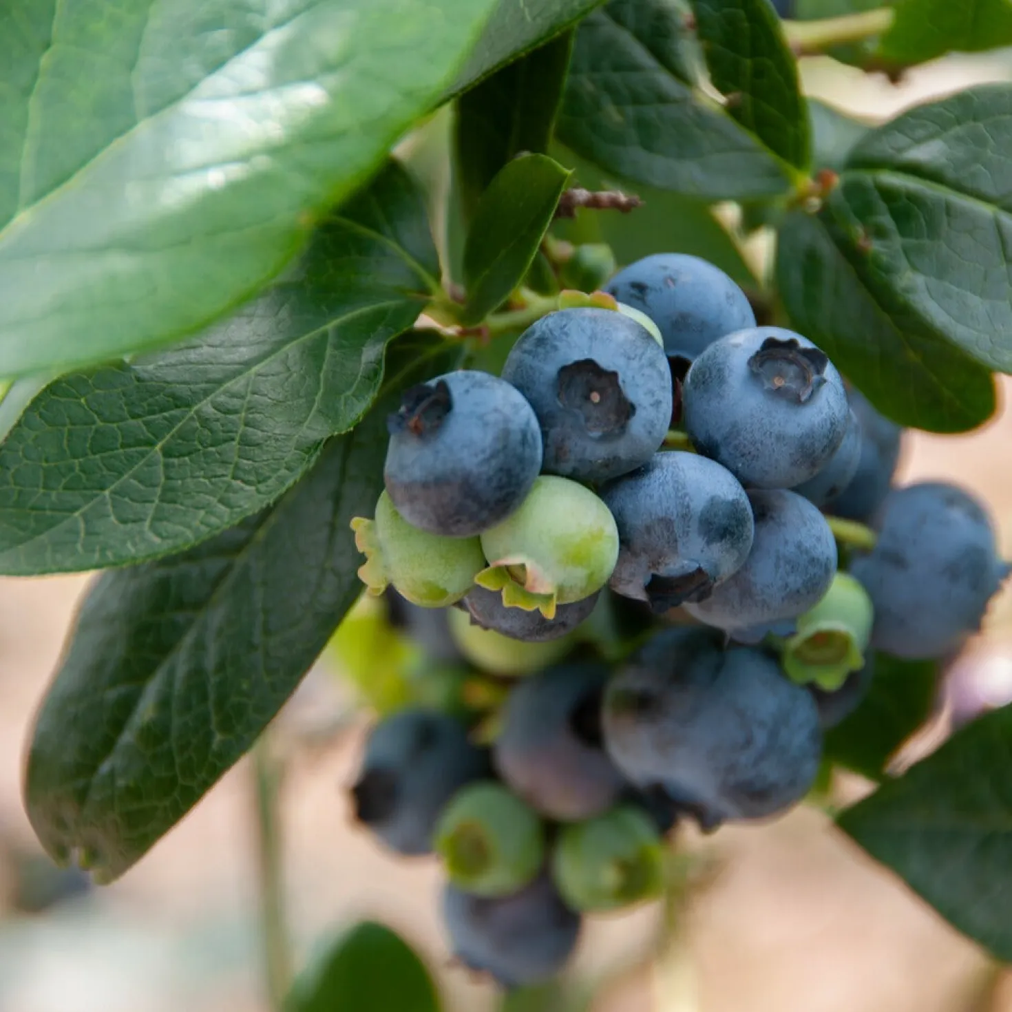 Heidelbeere Giant Patriot - Große Beeren, kleiner Aufwand