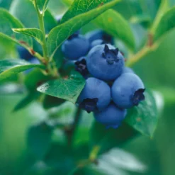 Heidelbeere Giant Patriot - Große Beeren, kleiner Aufwand