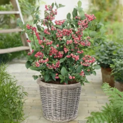 Heidelbeere ‘Pink Lemonade’ - Rosa Beeren zum Naschen