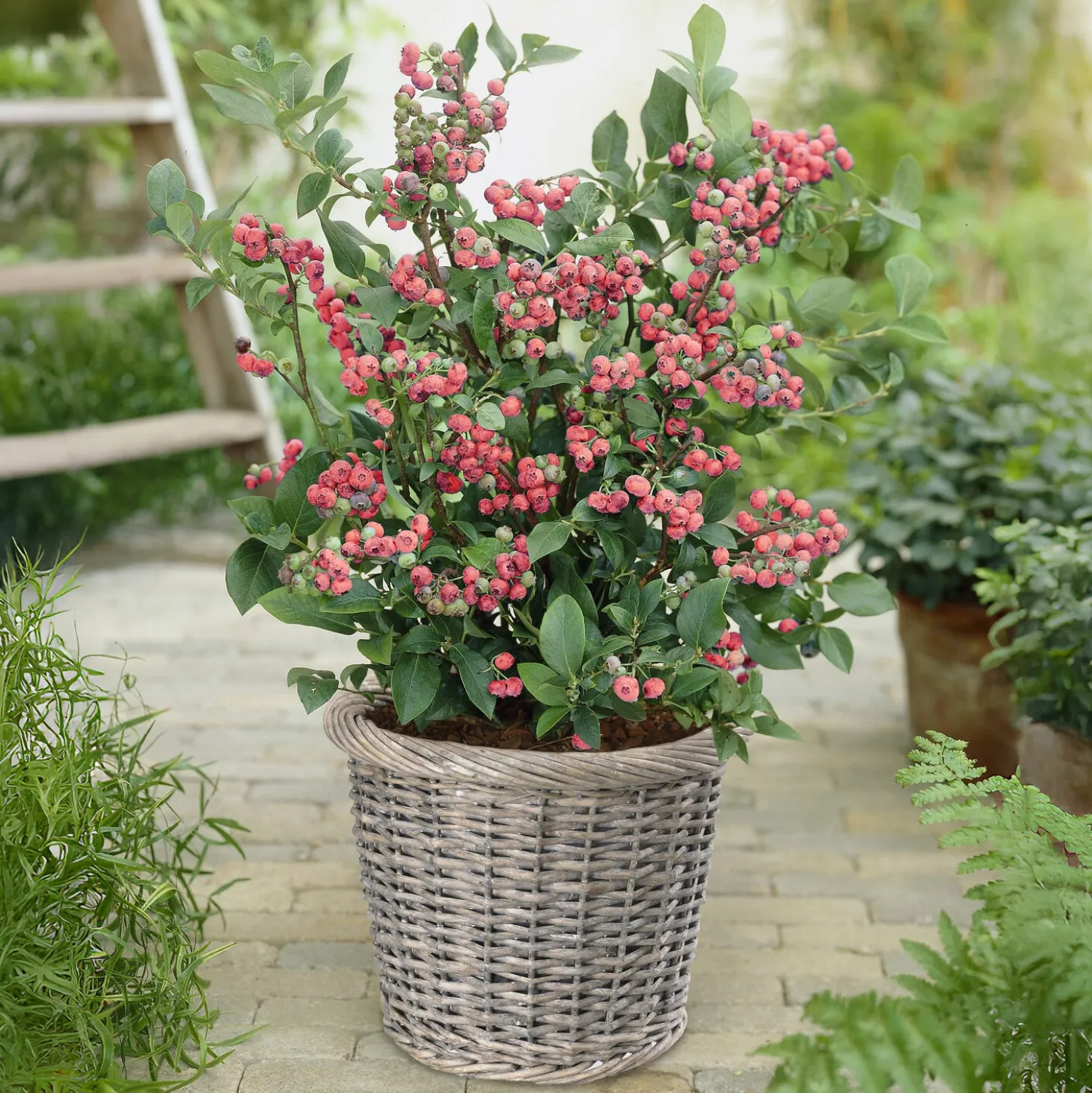 Heidelbeere ‘Pink Lemonade’ - Rosa Beeren zum Naschen