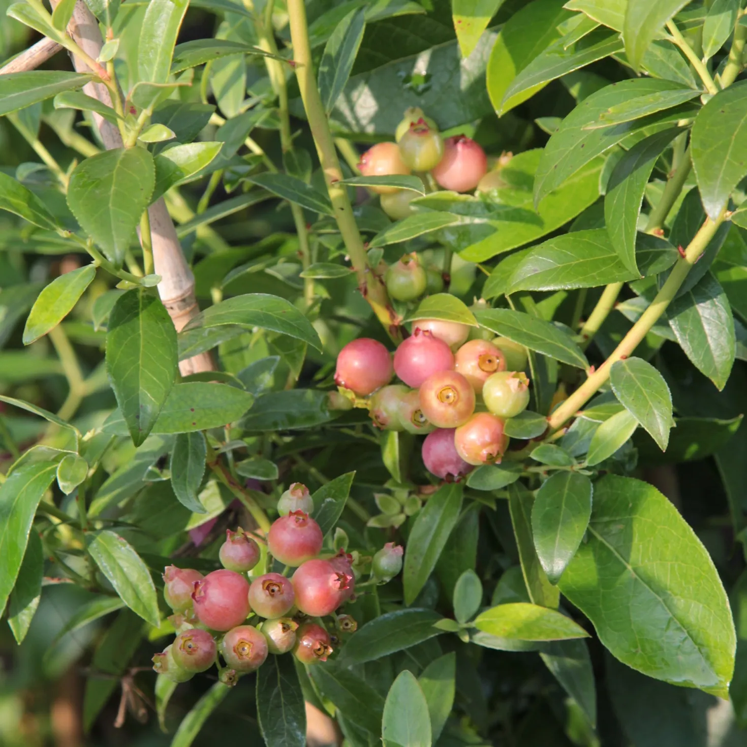 Heidelbeere ‘Pink Lemonade’ - Rosa Beeren zum Naschen