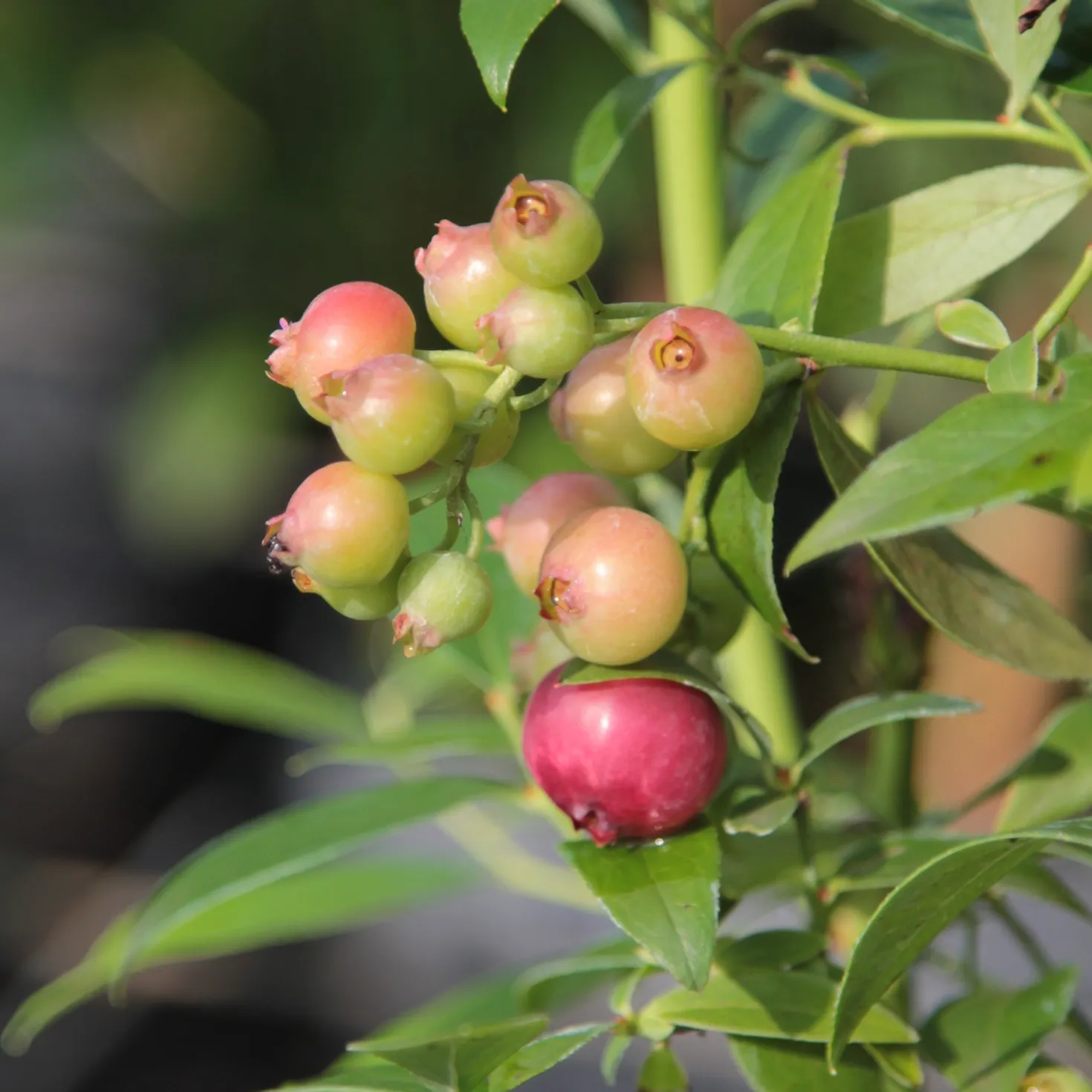 Heidelbeere ‘Pink Lemonade’ - Rosa Beeren zum Naschen