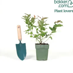 Heidelbeere 'Reka' - Süße Beeren ohne Aufwand