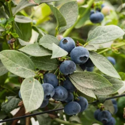 Heidelbeere Vitaminos - Große Beeren, wenig Aufwand