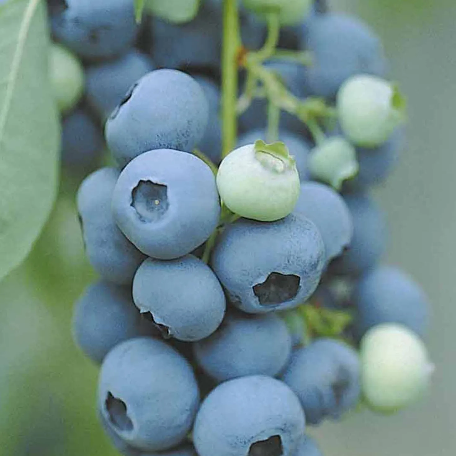 Heidelbeere Vitaminos - Große Beeren, wenig Aufwand