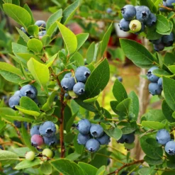 Heidelbeere Vitaminos - Große Beeren, wenig Aufwand