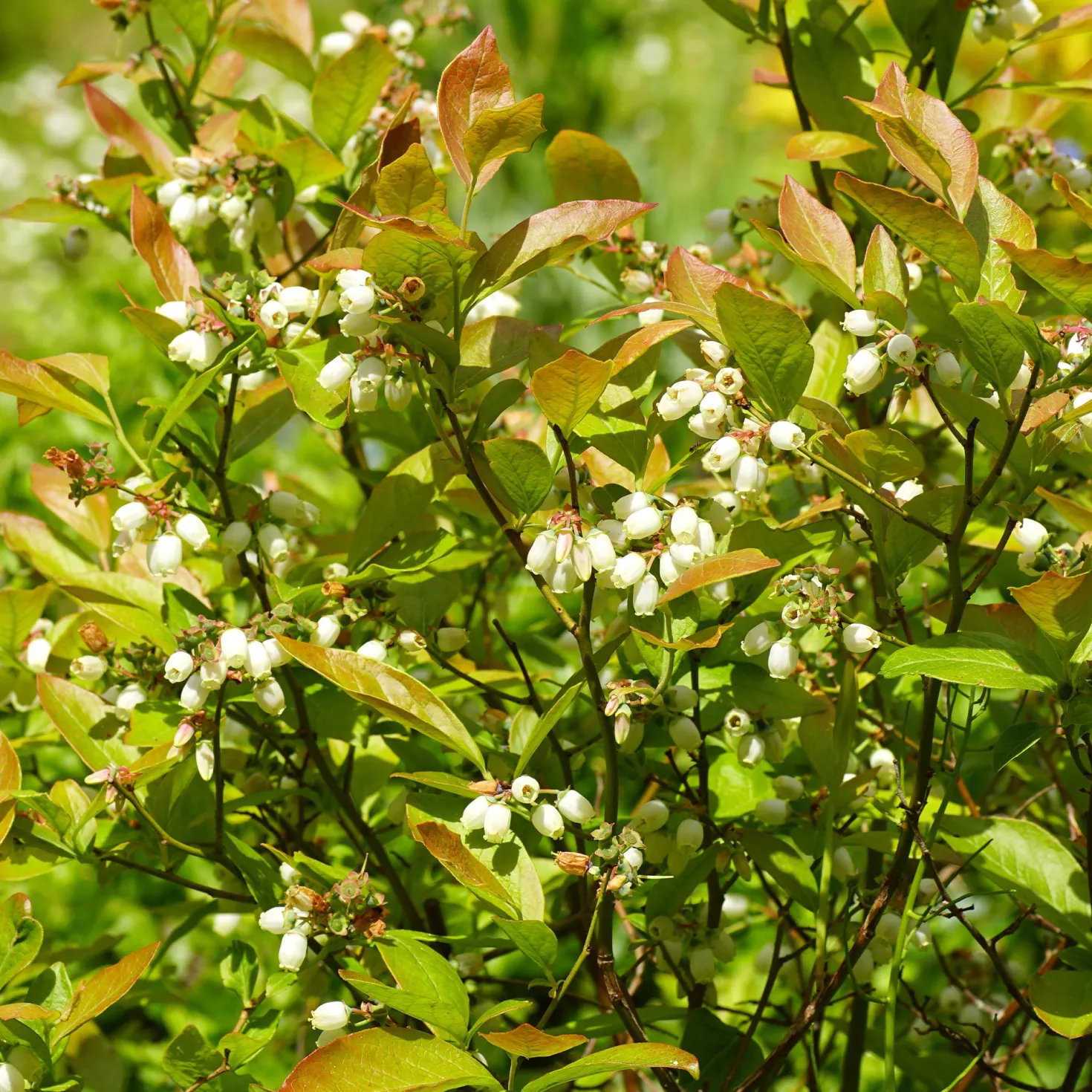 Heidelbeere Vitaminos - Große Beeren, wenig Aufwand