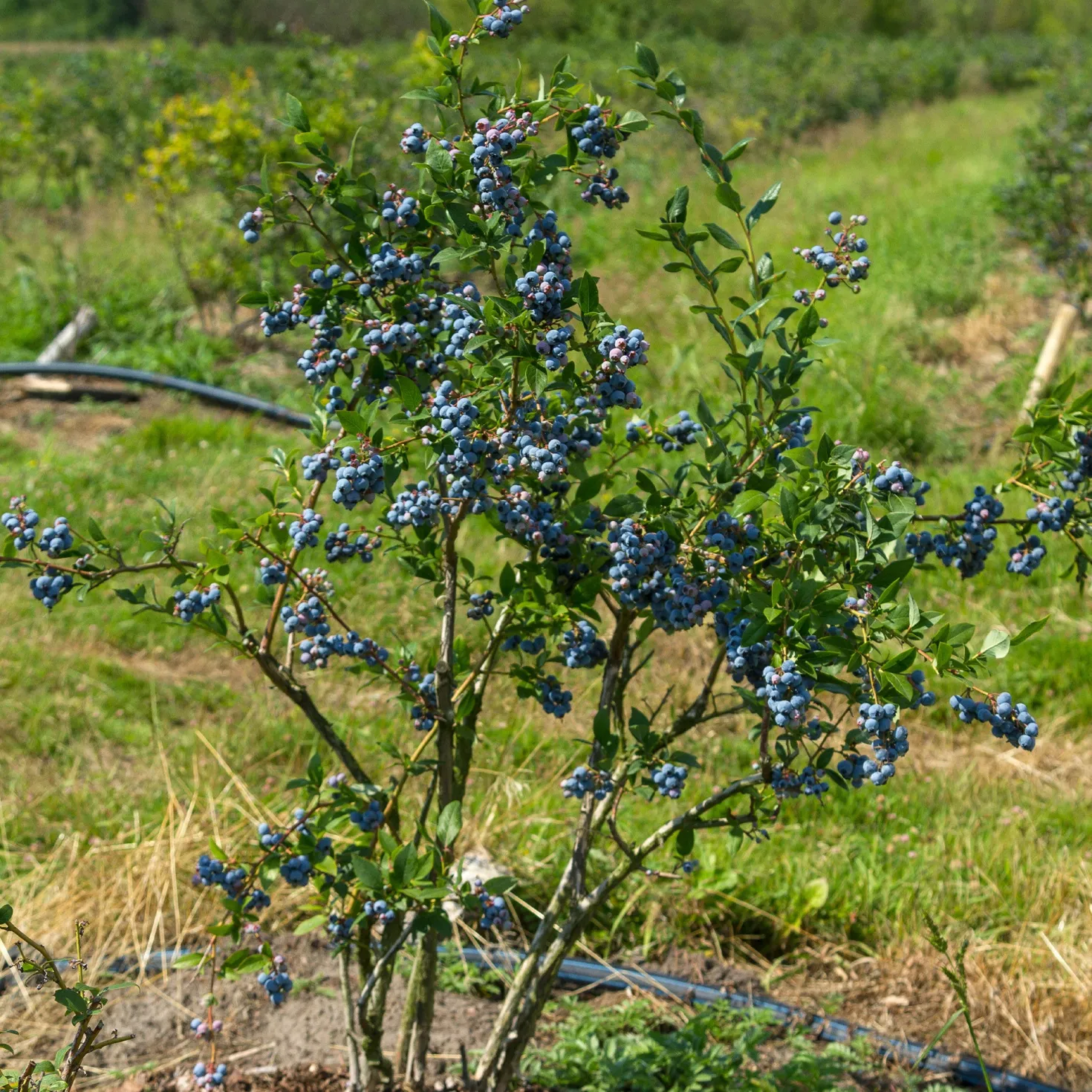 Heidelbeere Vitaminos - Große Beeren, wenig Aufwand