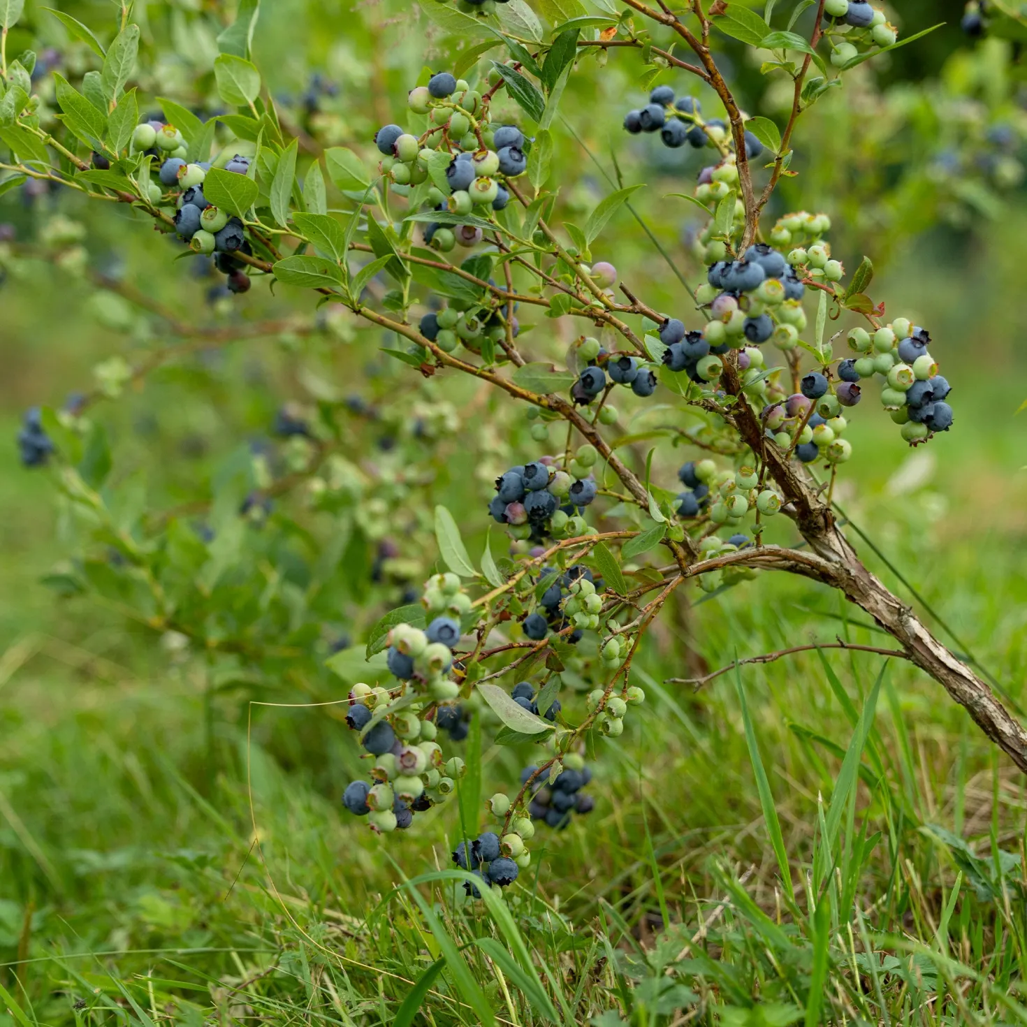 Heidelbeere Vitaminos - Große Beeren, wenig Aufwand