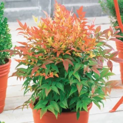 Heiliger Bambus Sunset Boulevard® - Farbe das ganze Jahr
