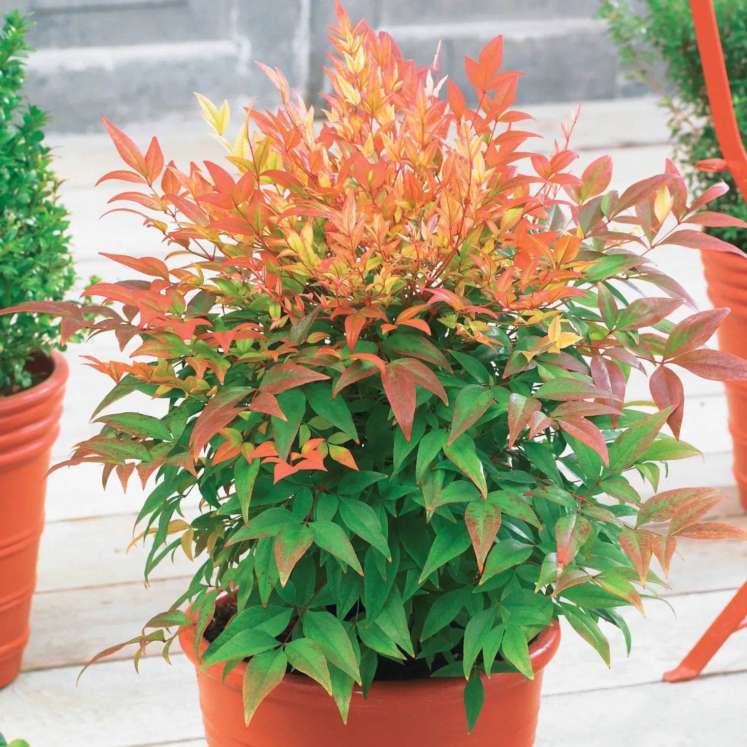 Heiliger Bambus Sunset Boulevard® - Farbe das ganze Jahr