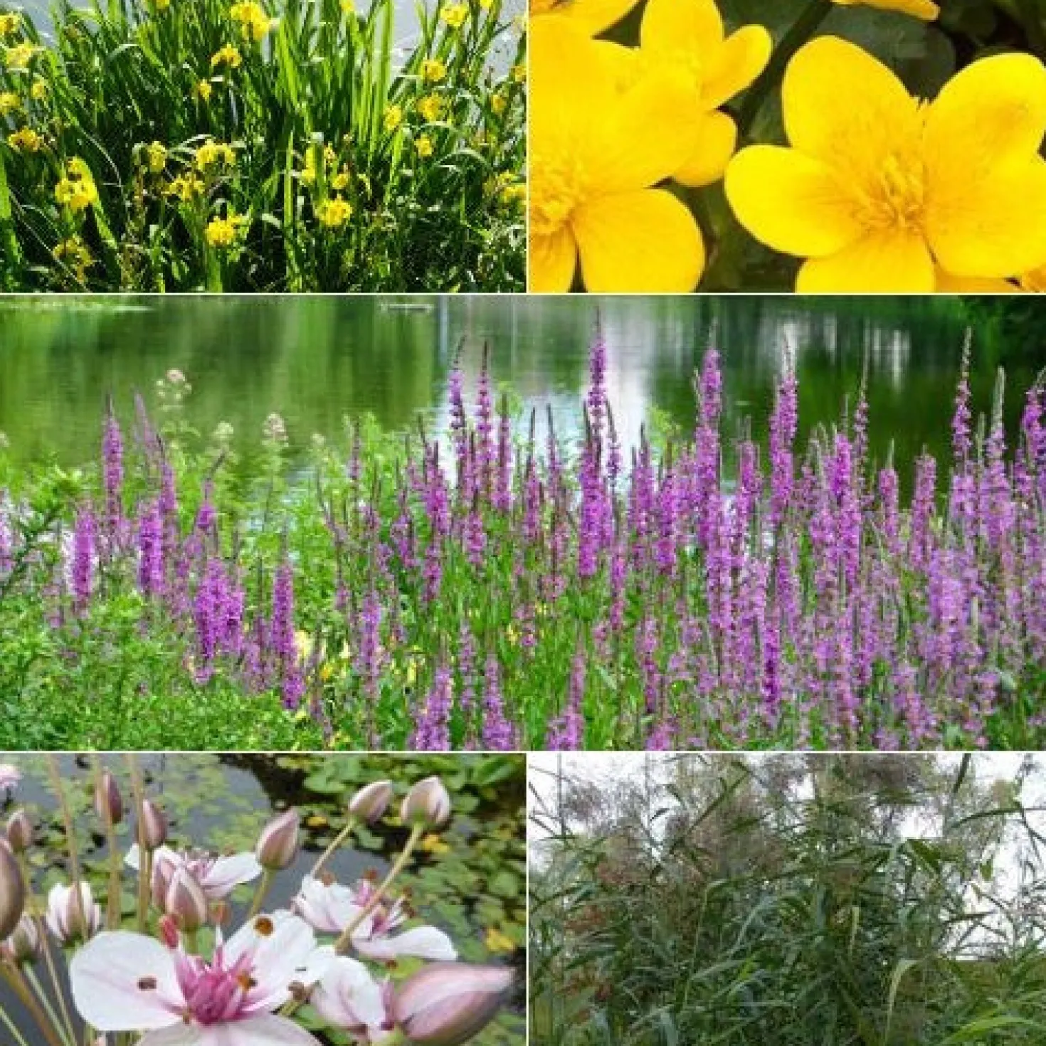 Heimische Teich- & Uferpflanzen Mischung (x5) - Sumpfpflanzenkollektion, farbenprächtig