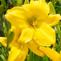 Hemerocallis Mary Todd - Sonnengelb den ganzen Sommer