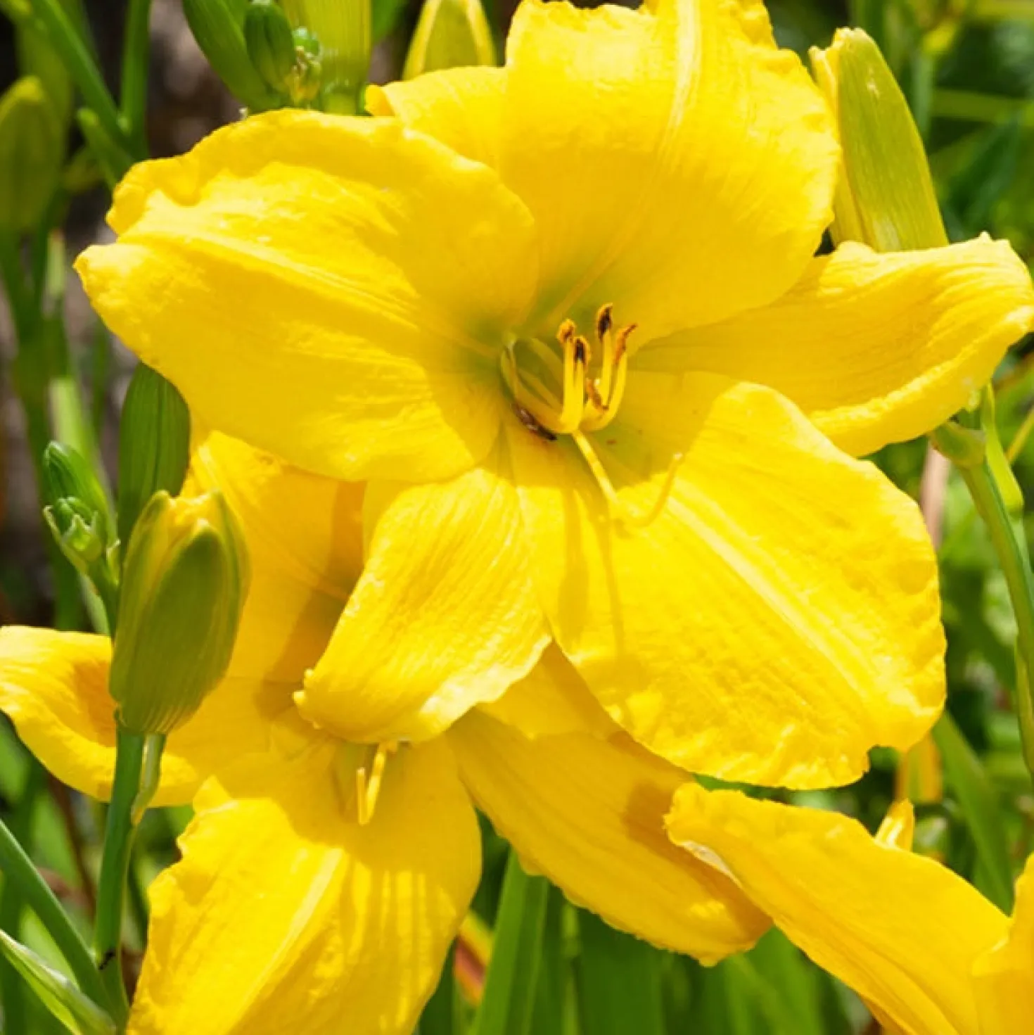 Hemerocallis Mary Todd - Sonnengelb den ganzen Sommer