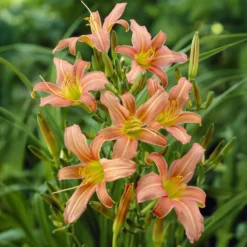 Hemerocallis Pink Charm Lilie eines Tages - Jede Blüte ein neuer Tag