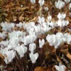 Herbst Alpenveilchen 'Album' - Weißer Herbstzauber im Schatten