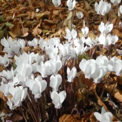 Herbst Alpenveilchen 'Album' - Weißer Herbstzauber im Schatten
