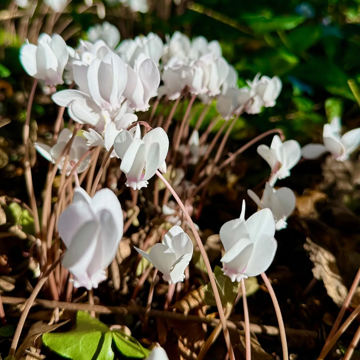 Herbst Alpenveilchen 'Album' - Weißer Herbstzauber im Schatten