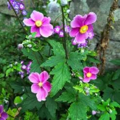 Herbst-Anemone Fantasy Ariel - Zarte Blüten bis in den Herbst