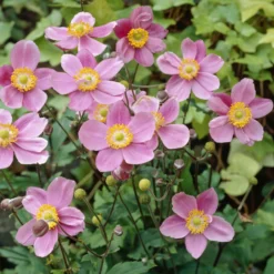 Herbstanemone 'September Charm' - Blüten bis in den Herbst