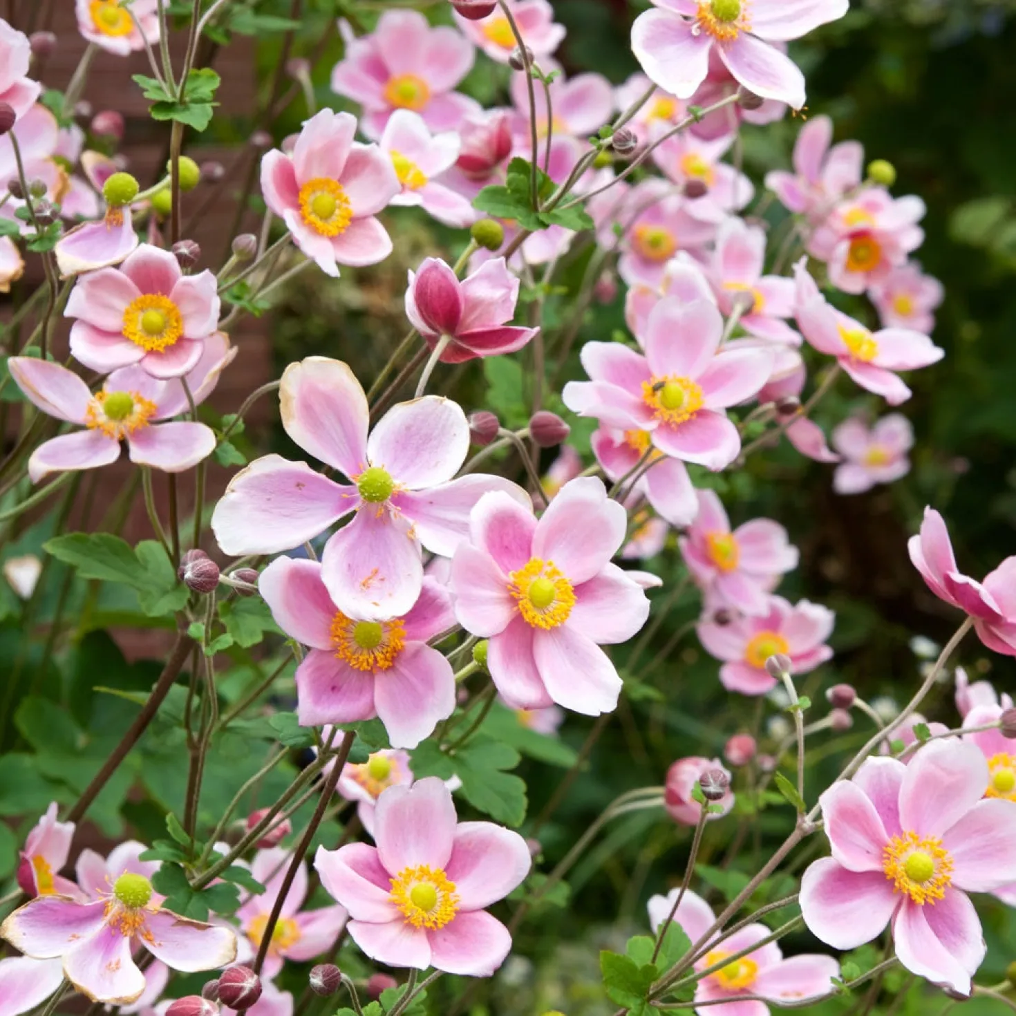Herbst-Anemone Serenade - Rosa Blüten bis in den Herbst