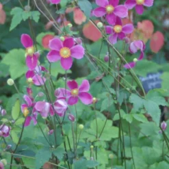 Herbstanemone Splendens - Rosa Blüten bis Oktober