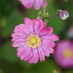 Herbst-Anemone - Späte Blüten, große Wirkung