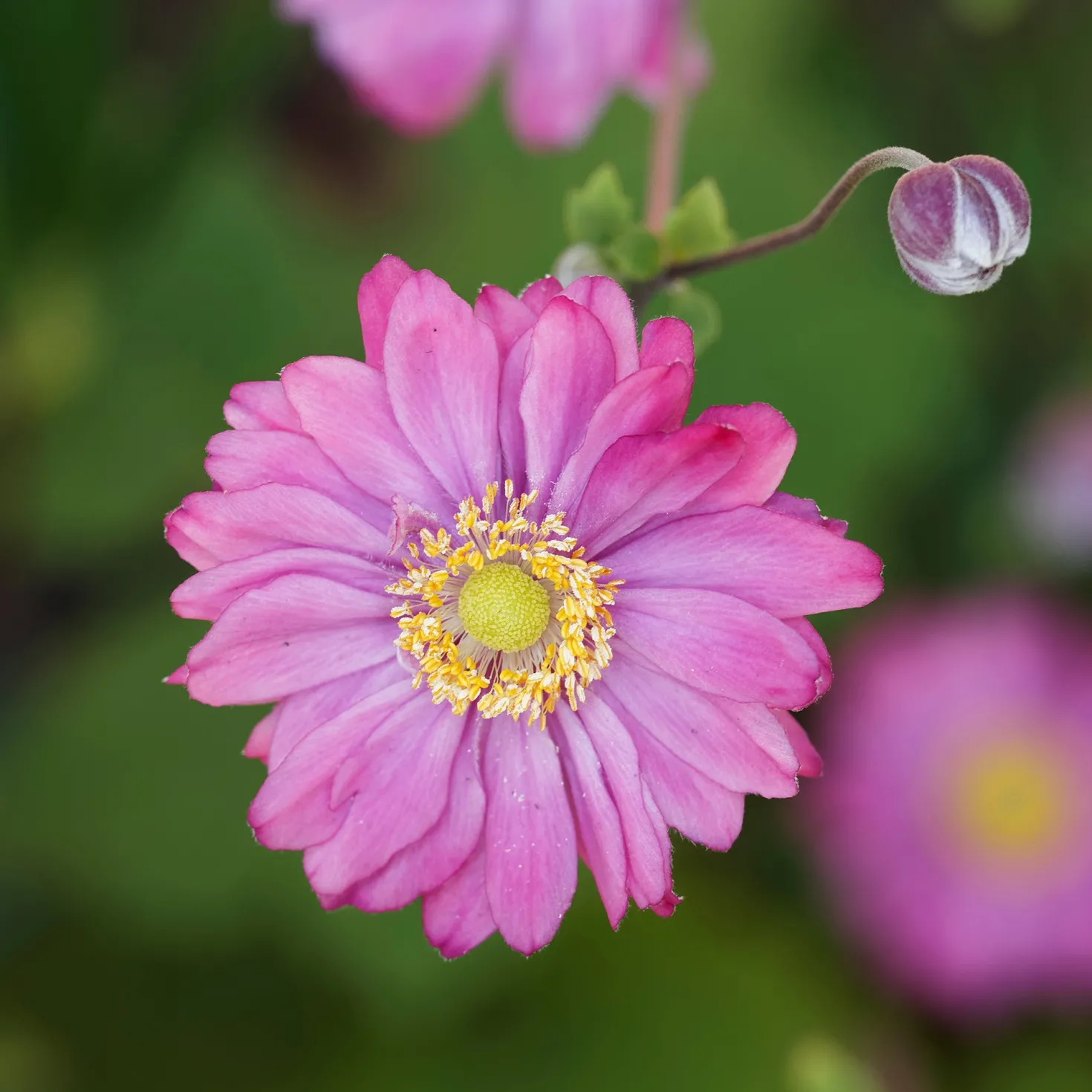 Herbst-Anemone - Späte Blüten, große Wirkung