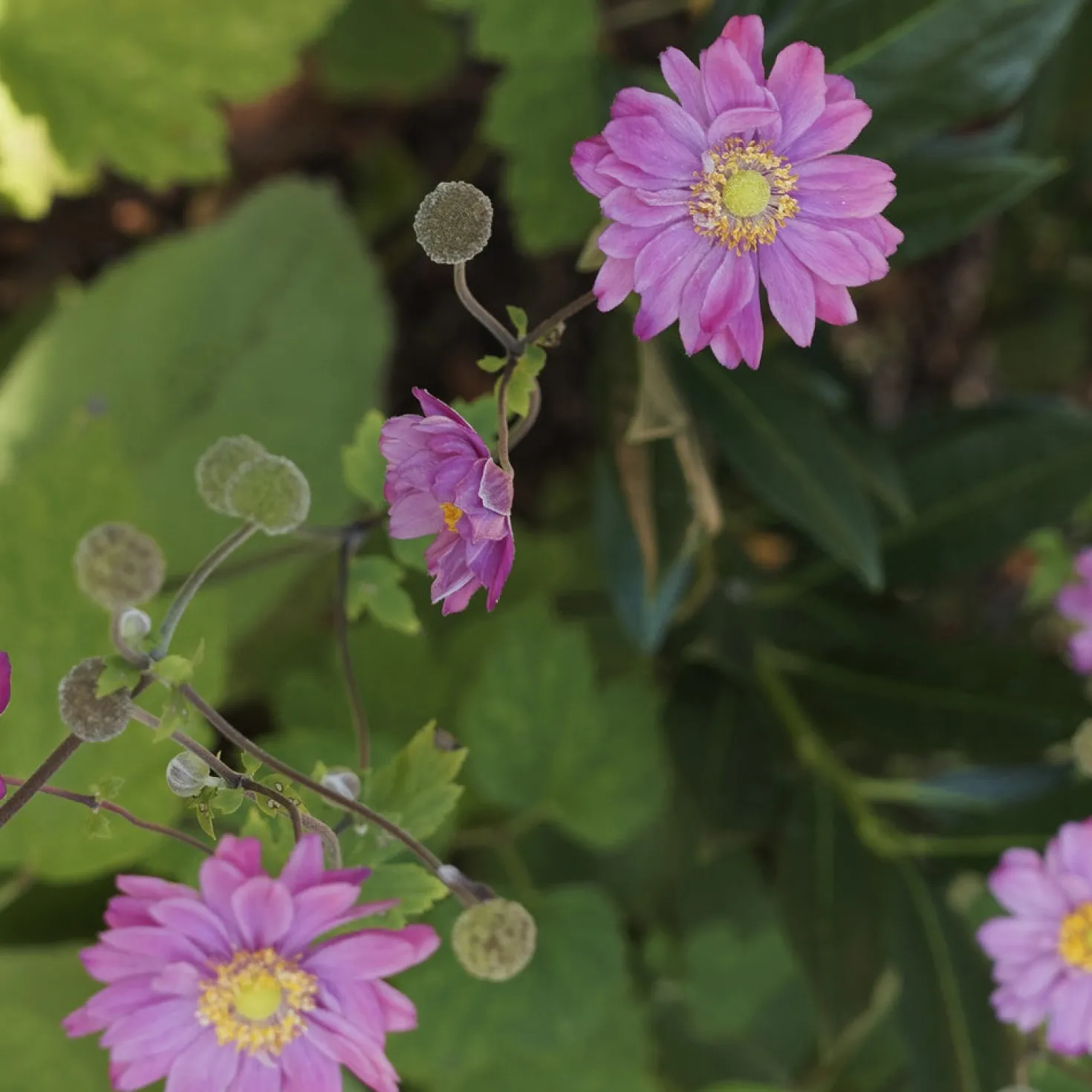 Herbst-Anemone - Späte Blüten, große Wirkung