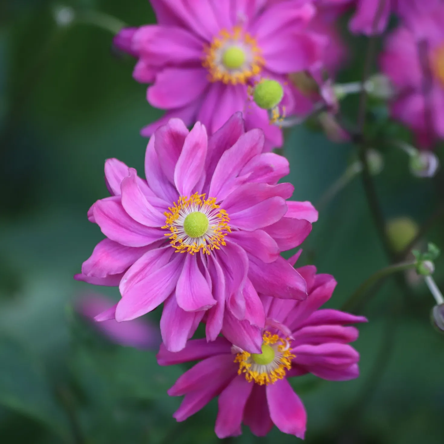Herbst-Anemone - Späte Blüten, große Wirkung