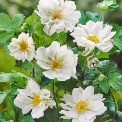 Herbst-Anemone ‘Whirlwind’ - Weiße Blütenpracht im Herbst