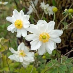 Herbst-Anemone ‘Whirlwind’ - Weiße Blütenpracht im Herbst