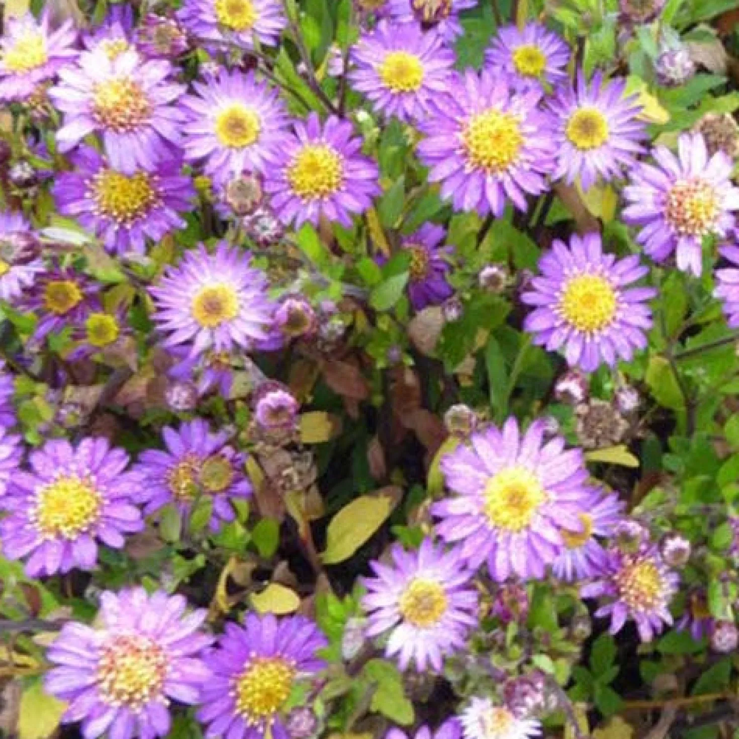 Herbst-Aster ‘Ezo Murazaki’ - Violette Blütenpracht im Herbst