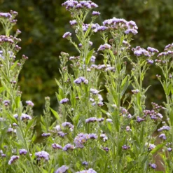Herbst-Aster 'Jindai' - Farbe bis in den Herbst