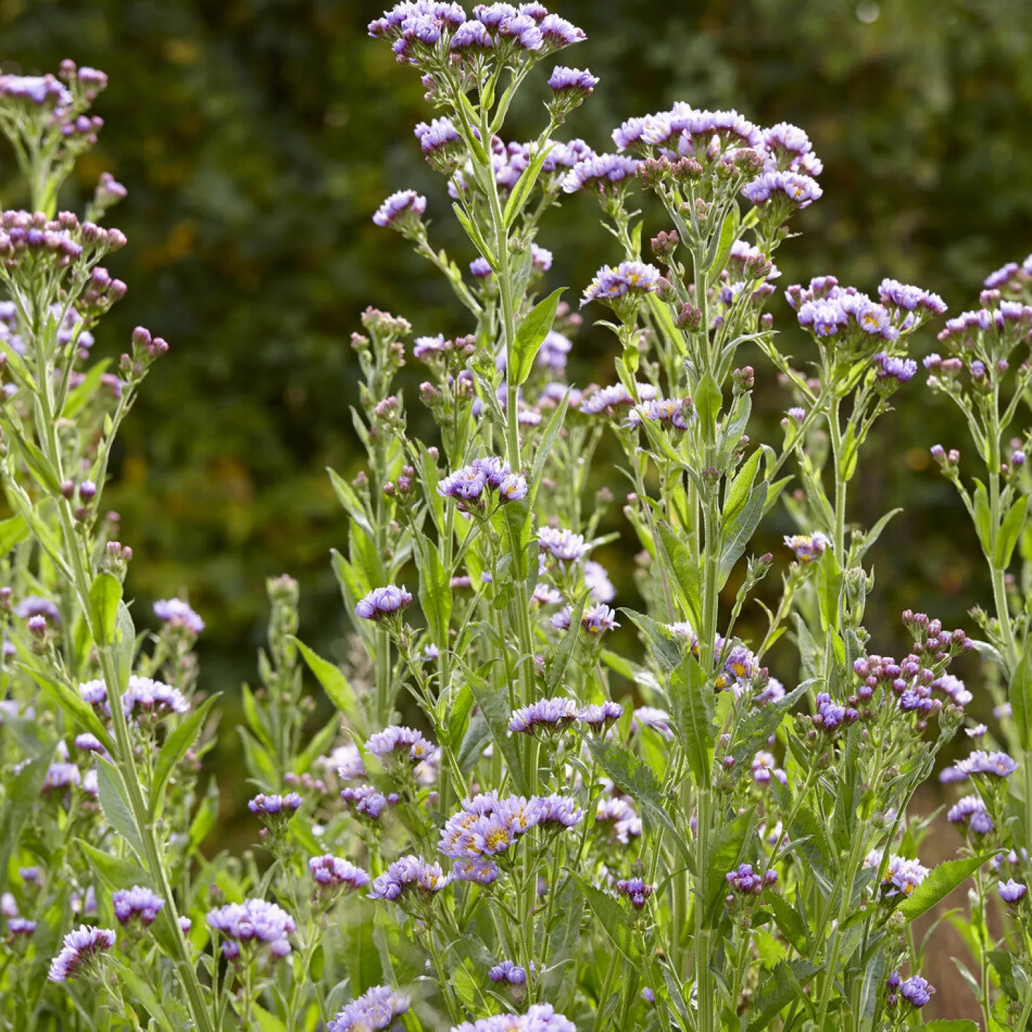 Herbst-Aster 'Jindai' - Farbe bis in den Herbst