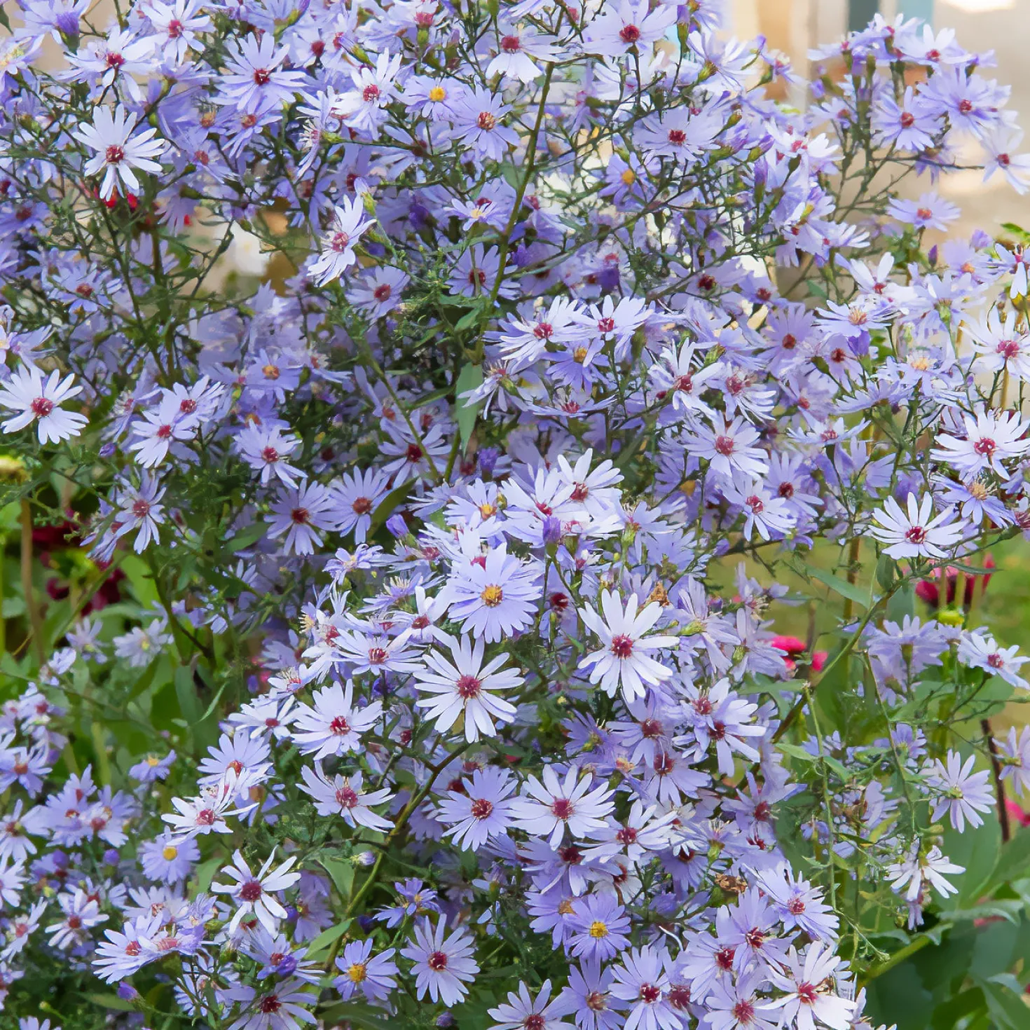 Herbst-Aster ‘Little Carlow’ - Ein Blütenmeer im Herbst