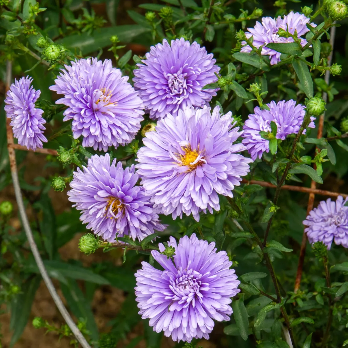 Herbst-Aster ‘Marie Ballard’ - Violette Blütenfülle im Herbst