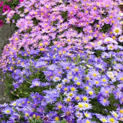 Herbstastern Mischung (x4) - Farbenpracht im Herbst