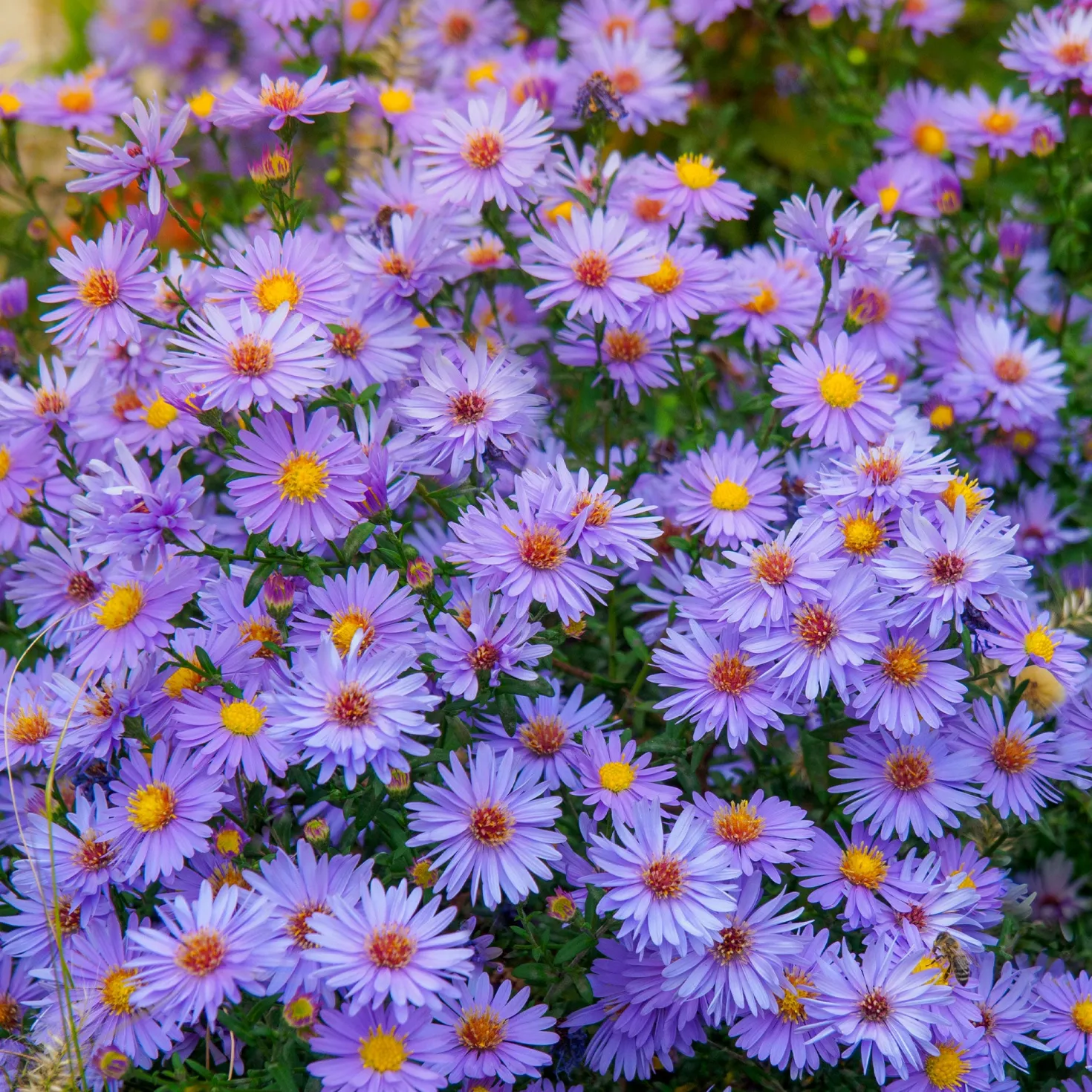 Herbstastern ‘Wood’s Light Blue’ (x3) - Blau blüht bis in den Herbst