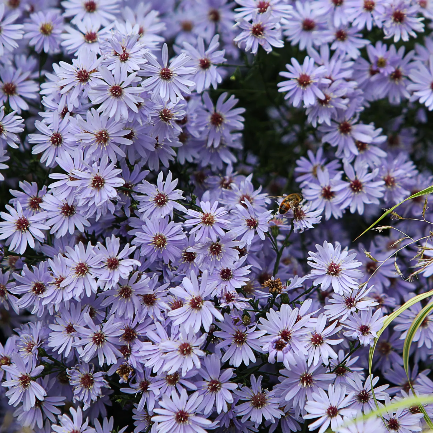 Herbstastern ‘Wood’s Light Blue’ (x3) - Blau blüht bis in den Herbst