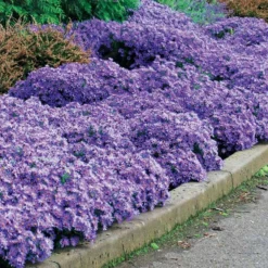 Herbstastern ‘Wood’s Light Blue’ (x3) - Blau blüht bis in den Herbst