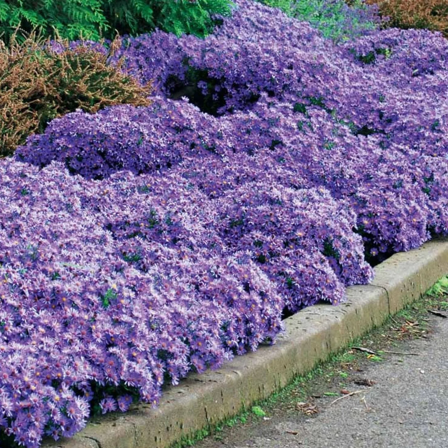 Herbstastern ‘Wood’s Light Blue’ (x3) - Blau blüht bis in den Herbst