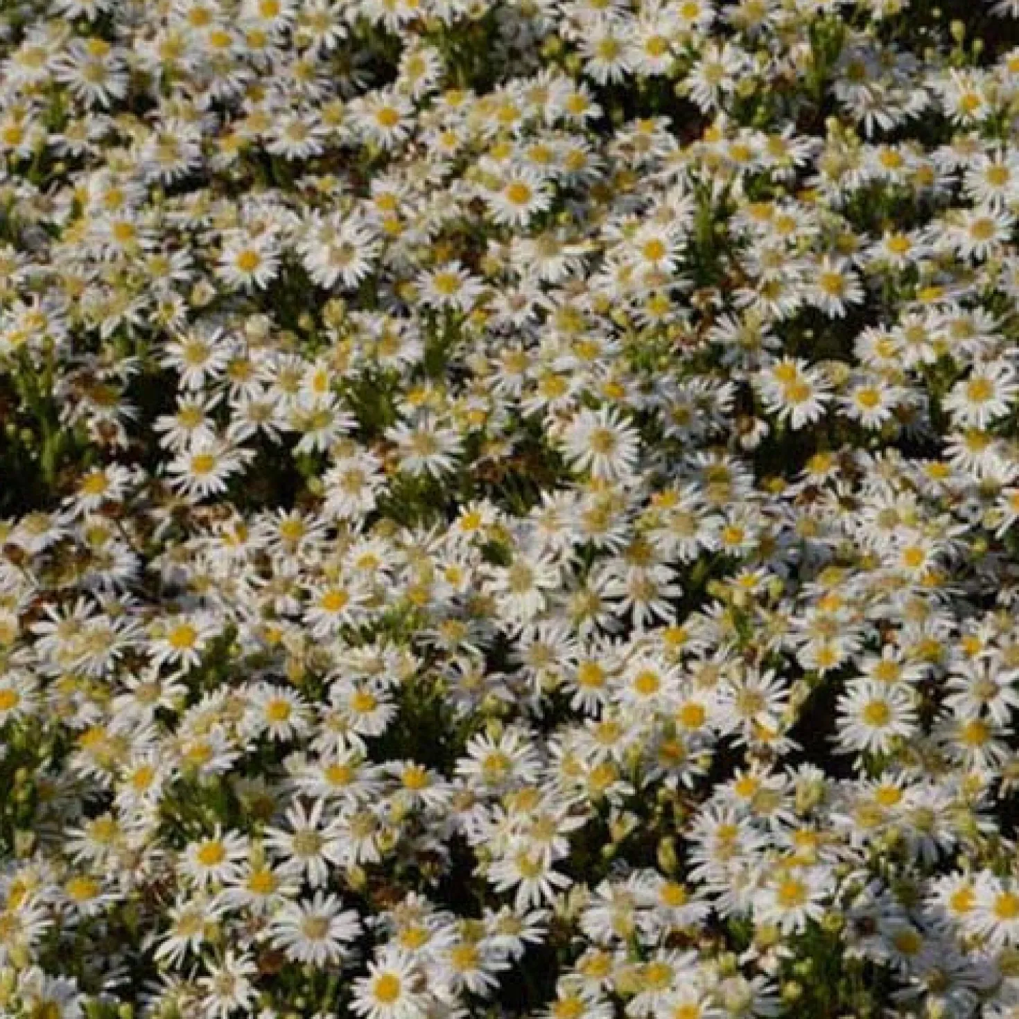 Herbst-Aster ‘Starshine’ - Blütenmeer bis in den Winter