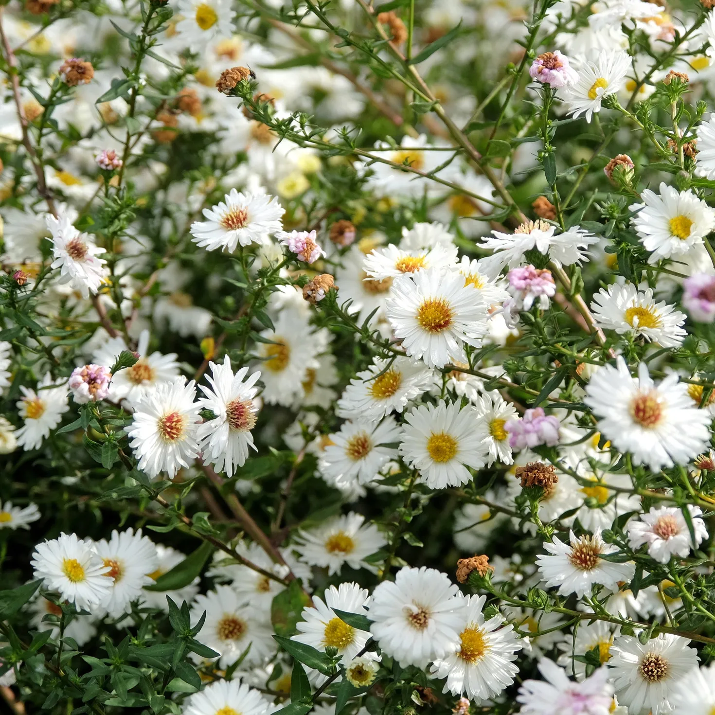 Herbst-Aster ‘White Lady’ - Weiße Blütenpracht im Herbst