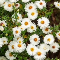 Herbst-Aster ‘White Lady’ - Weiße Blütenpracht im Herbst