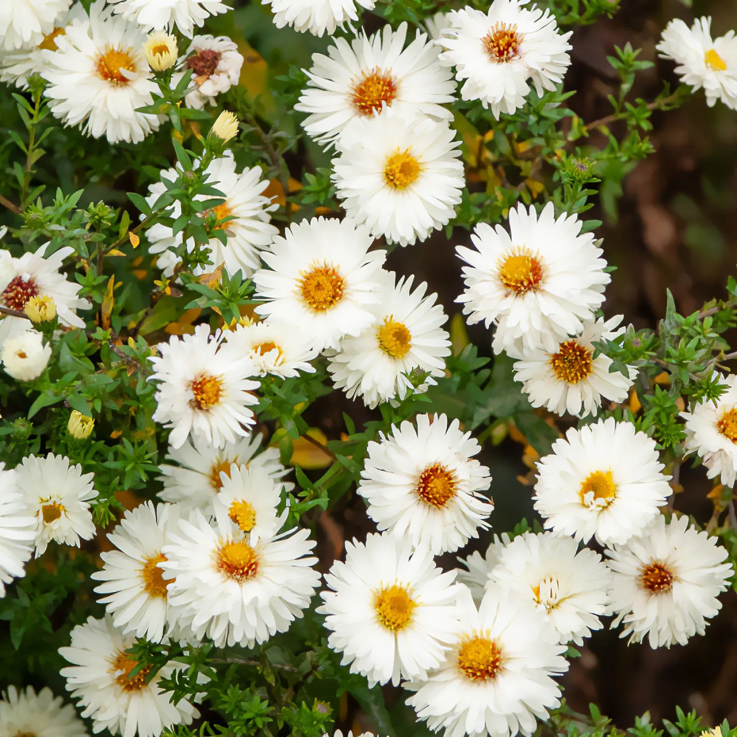 Herbst-Aster ‘White Lady’ - Weiße Blütenpracht im Herbst