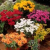 Herbst-Chrysanthemen Mischung (x3) - Farbexplosion im Herbst