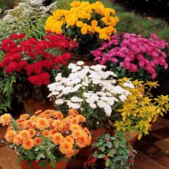 Herbst-Chrysanthemen Mischung (x3) - Farbexplosion im Herbst