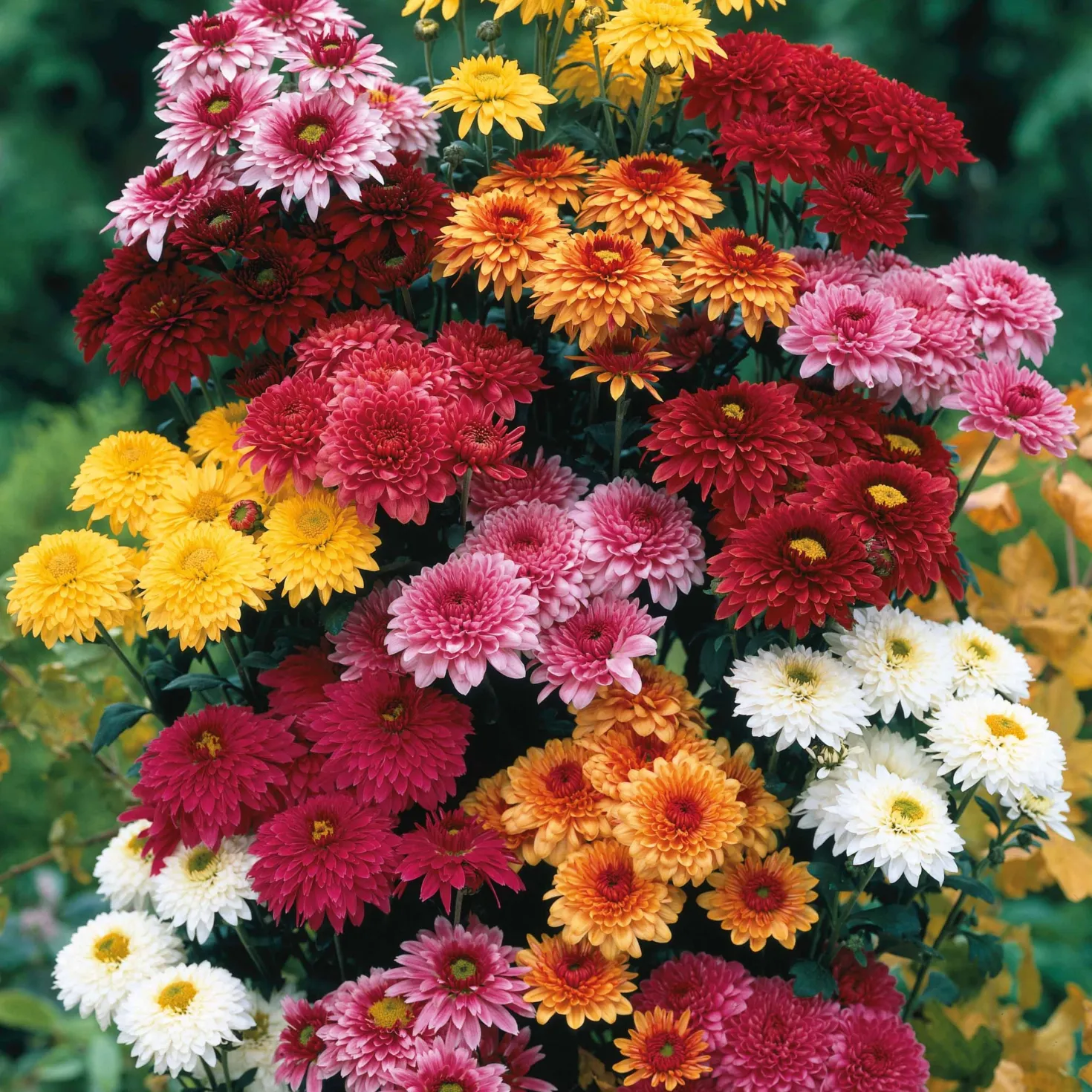 Herbst-Chrysanthemen Mischung (x3) - Farbexplosion im Herbst