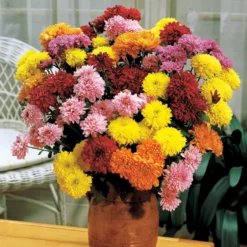 Herbst-Chrysanthemen Mischung (x3) - Farbexplosion im Herbst